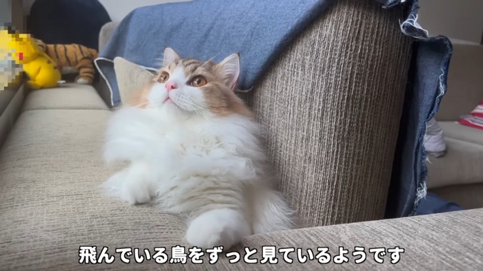 見上げる猫