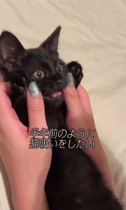 両手を挙げている子猫