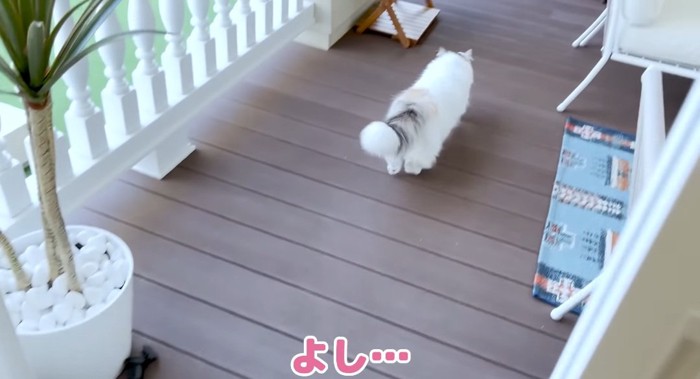 歩いている猫