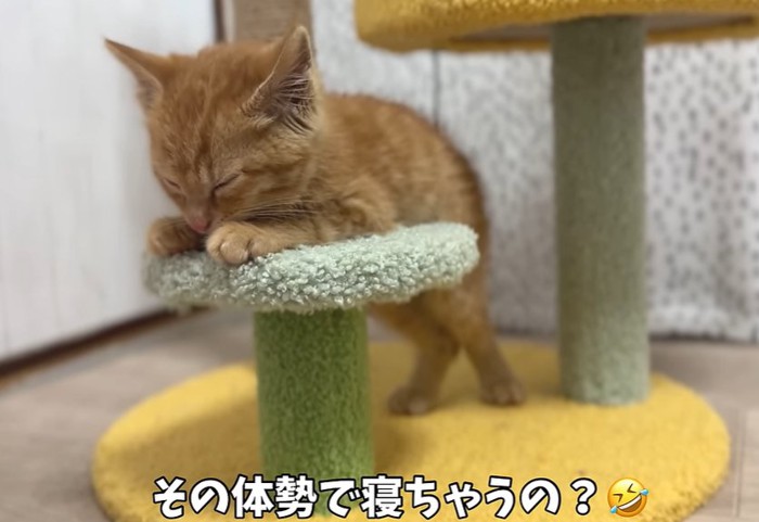 キャットタワーの台座に上半身だけ体を乗せて眠る猫