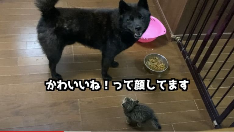 座る子猫とカメラ目線な犬