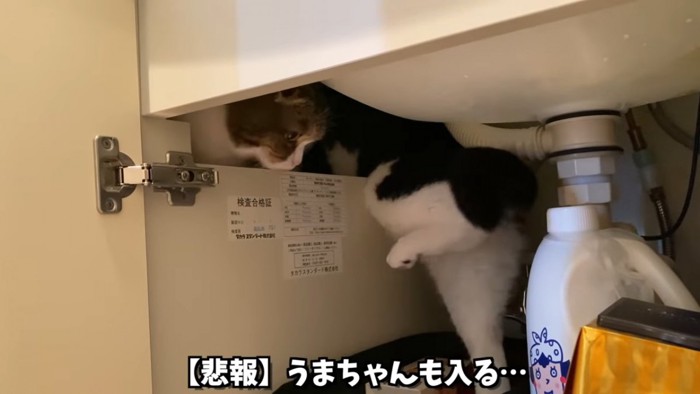 洗面台の下に入ろうとする猫