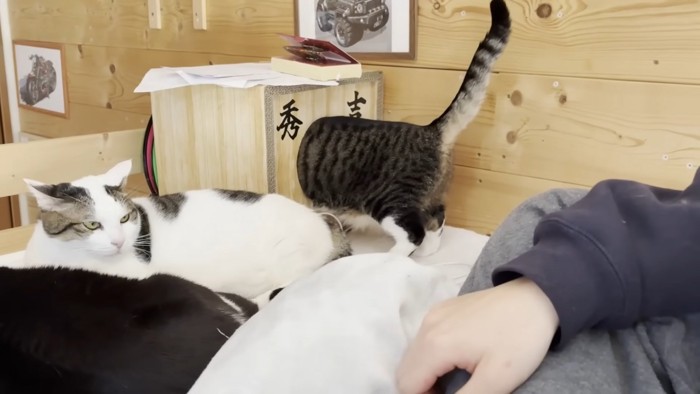 ハウスにお顔を突っ込んだ猫ちゃん