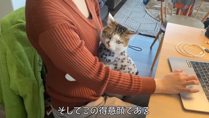 膝の上に座る猫