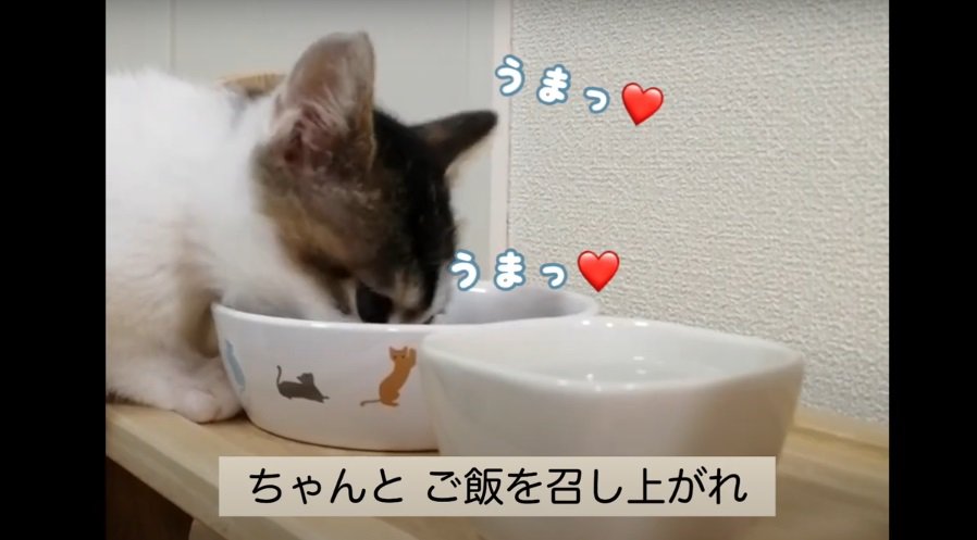 ごはんを食べる猫