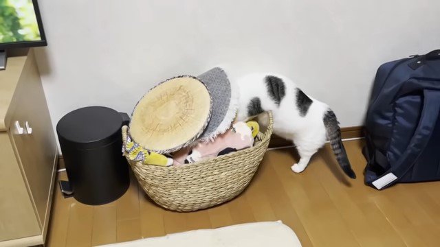 カゴに頭を入れる猫