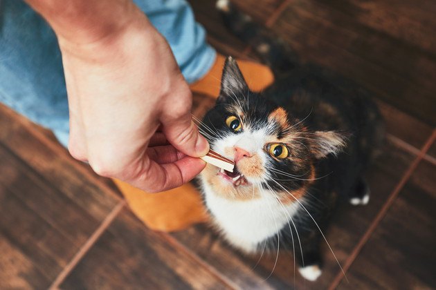 飼い主にチャオをもらっている猫