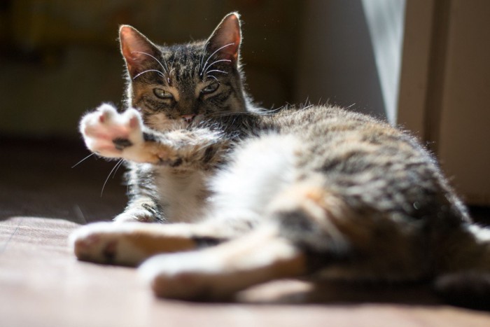 寝転んで前足をあげる猫