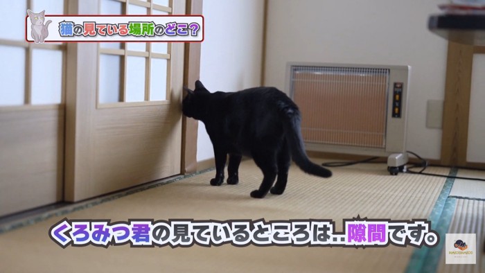 隙間を覗く黒猫