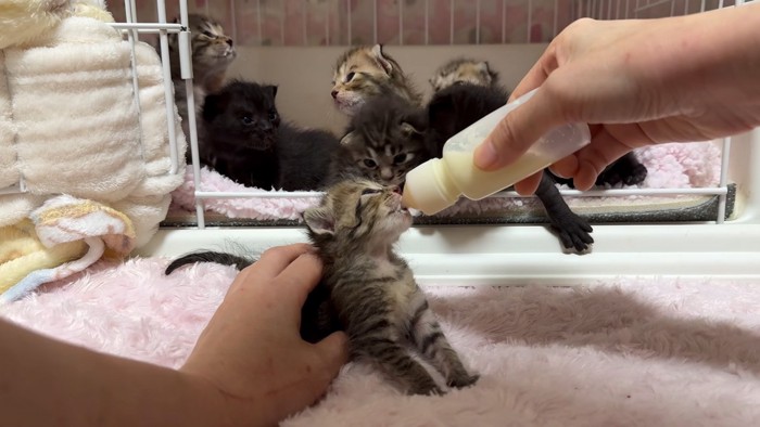 おかわりする猫