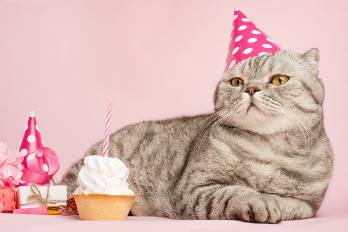 猫の誕生日