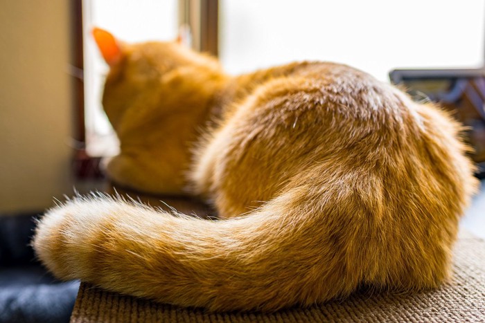 後ろ向きでくつろぐ猫