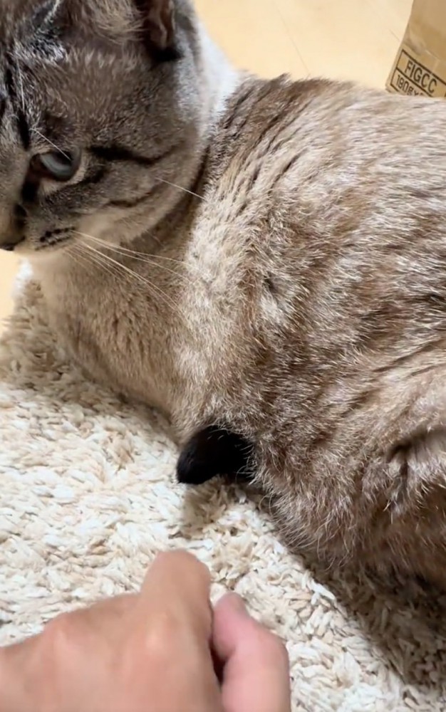 猫のしっぽの先端