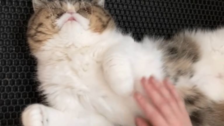 室内にいる猫