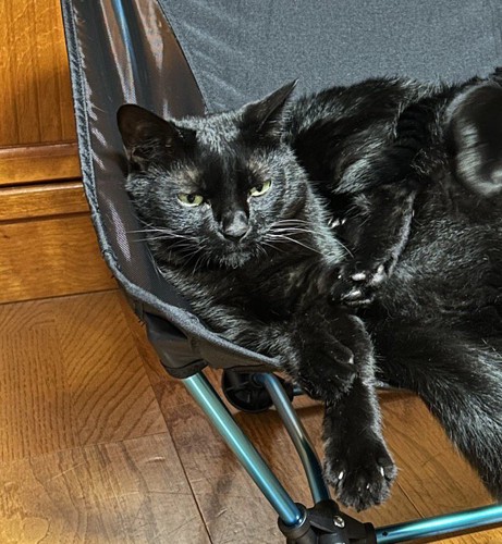 キャンプ用のイスの左側に寝そべる黒猫