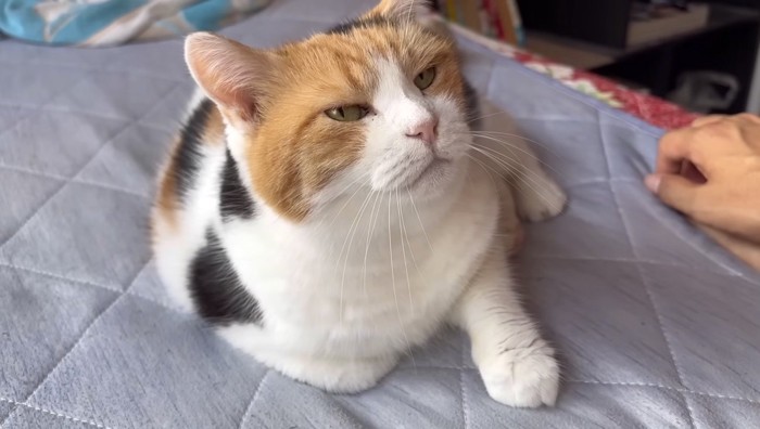 催促するような顔