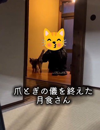 飼い主の元へ戻る猫