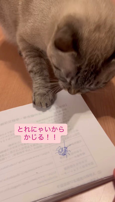 ノートの端をかじる猫