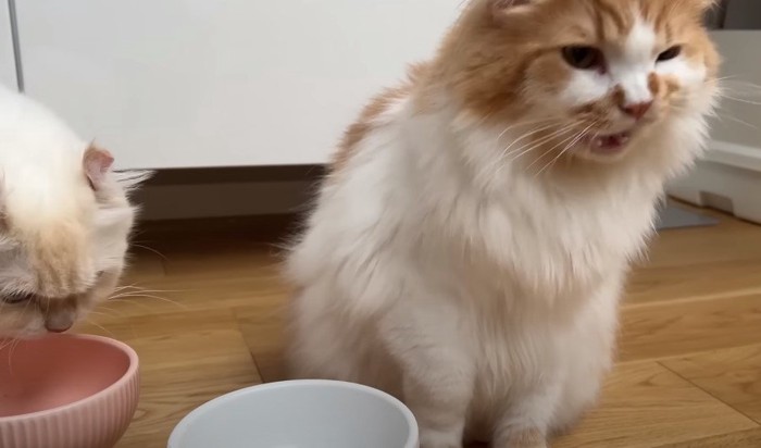 食事を終えた猫