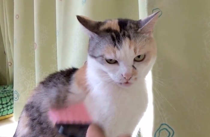 ミニほうきで身体を撫でられ怒る三毛猫