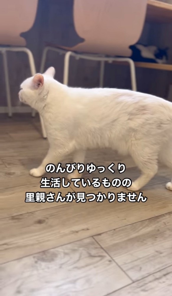 歩いている猫