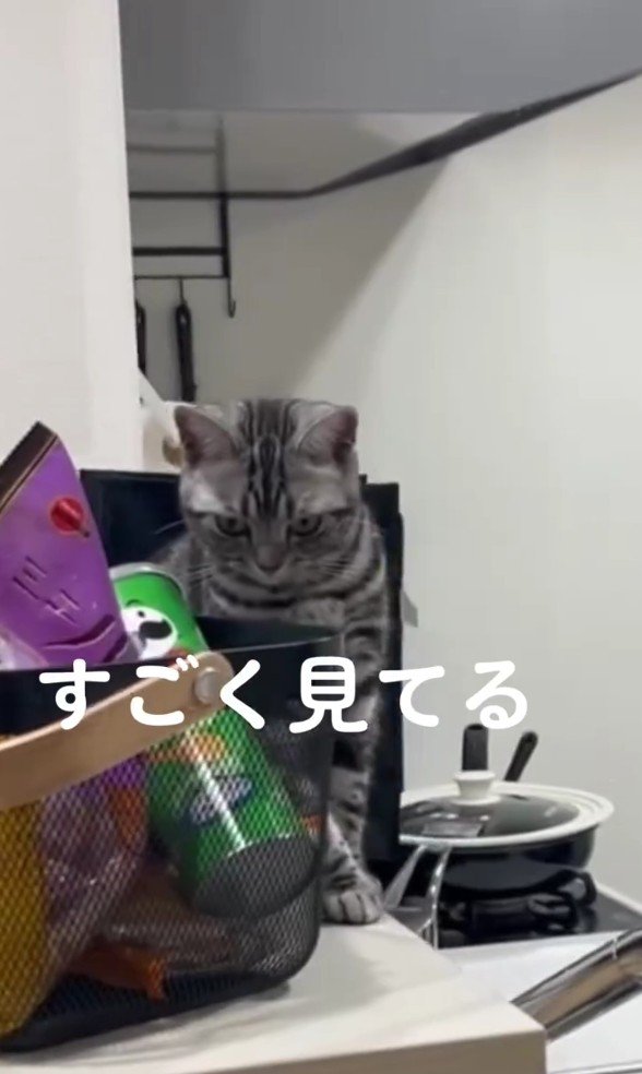 睨んでいるぺぺちゃん