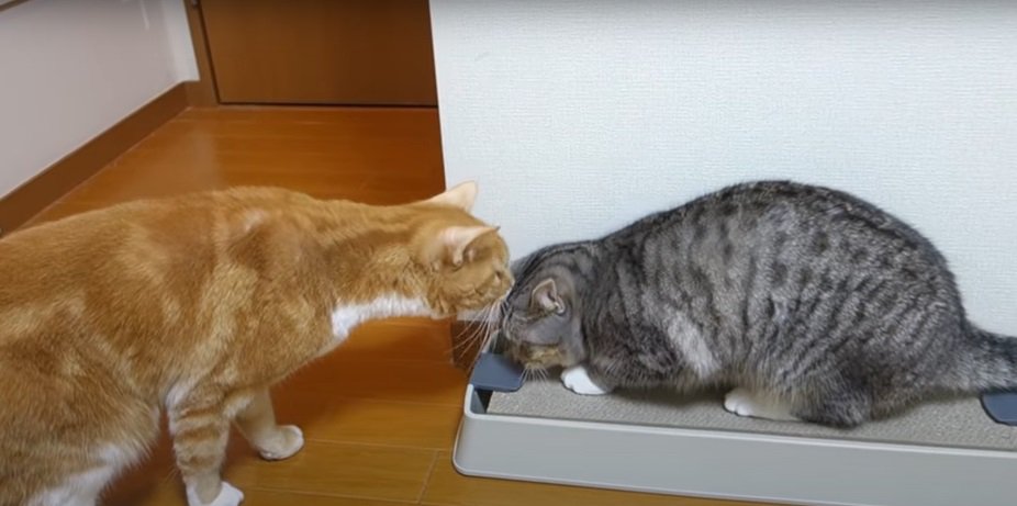 爪とぎと2匹の猫