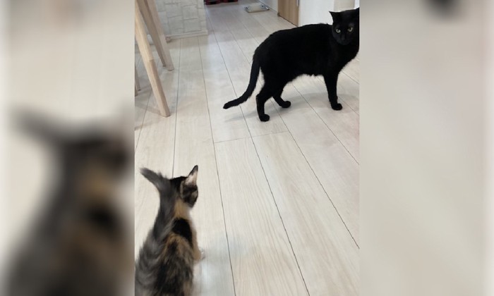 初対面の黒猫と子猫