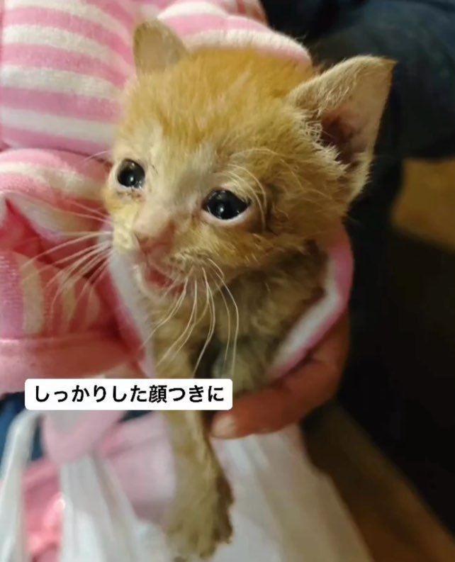 顔つきが変わったののちゃん