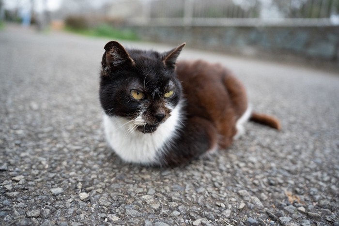 香箱座りする野良猫