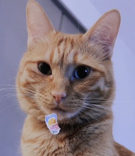 キリッとした表情の猫