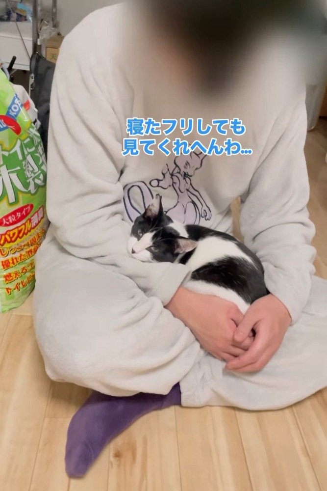 膝の上に乗ったままの猫