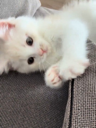 ファスナーのつまみを取ろうとする猫