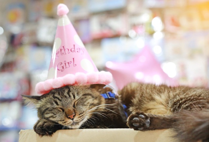 誕生日の猫