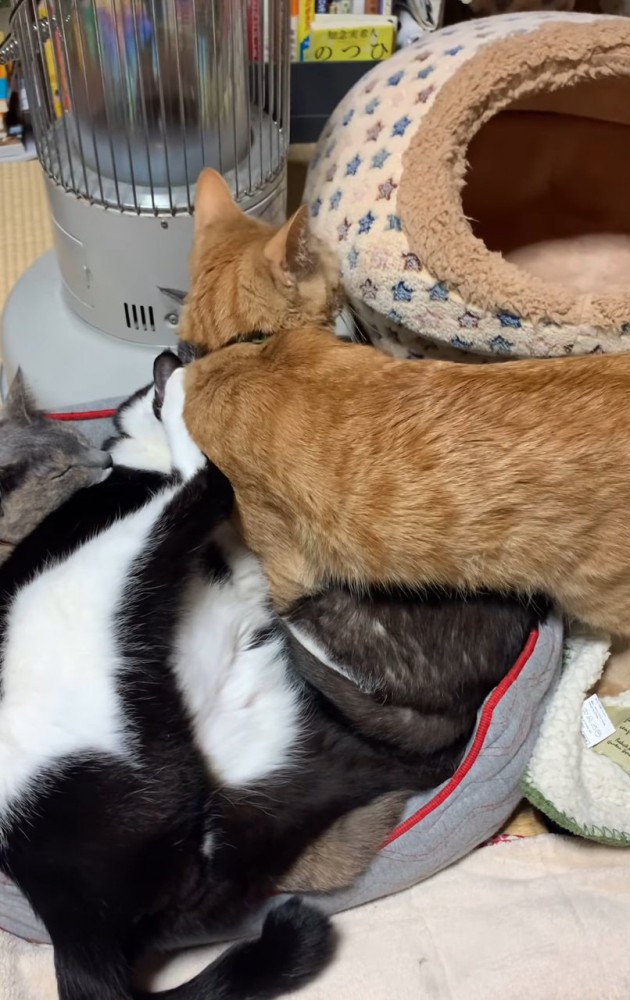 後ろを振り返るこてつくん