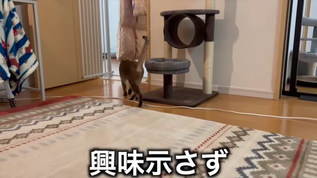 歩いて行く猫の後ろ姿