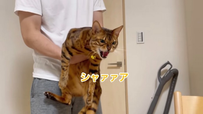 だっこされて威嚇する猫