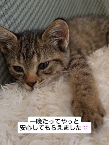 寝そべる子猫