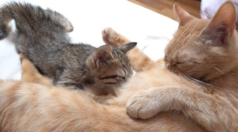 茶トラ猫のおっぱいを飲もうとする子猫