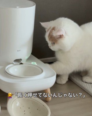 ごはんを欲しがる猫