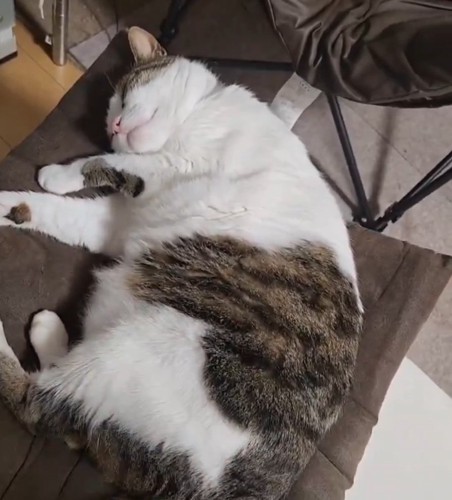 ゴロゴロする猫