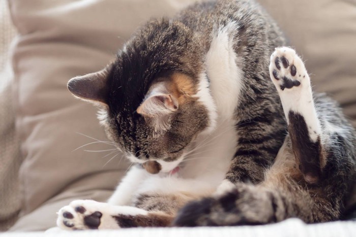 毛づくろいをしている猫