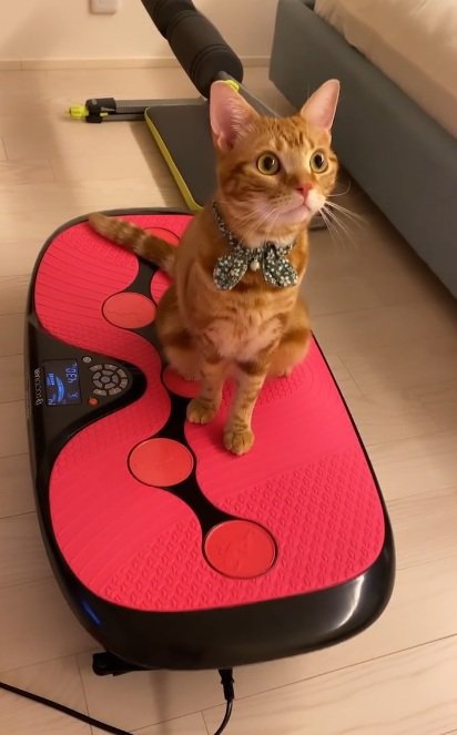 ダイエットマシンの上に乗っている猫