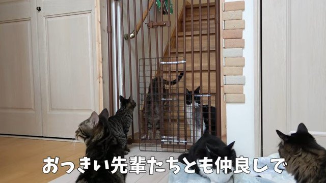 フェンスの奥と手前にいる猫たち