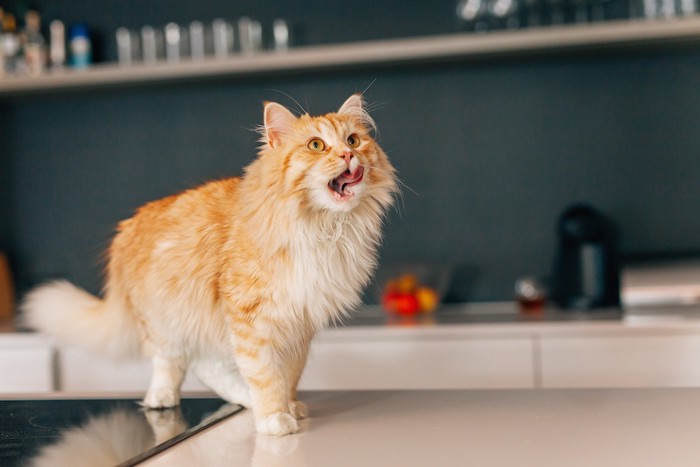 食べ物を探す猫