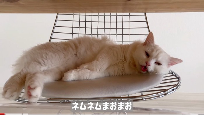 椅子の上の猫