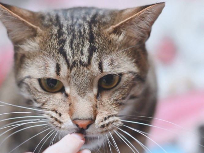 不満げな表情を浮かべる猫