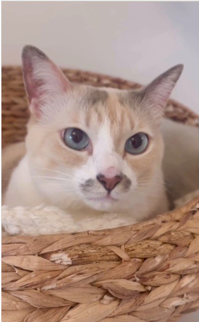 猫用ベッドの上の猫