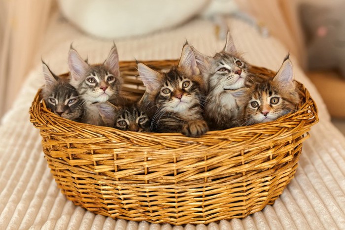 籠に入った子猫たち