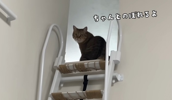 階段はしごを登った猫